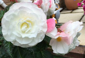 Beautiful pink and white begonia flowers surrounded by green leaves