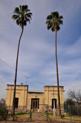 palm trees in the small house