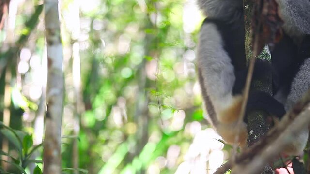 Indri lemur eats leaf in the natural habitat. Indri lemur (Indri indri) hangs on the tree and eats fresh leaves and peers around