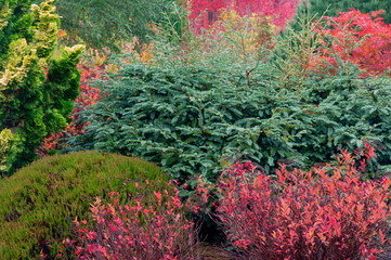 Colorful Bushes