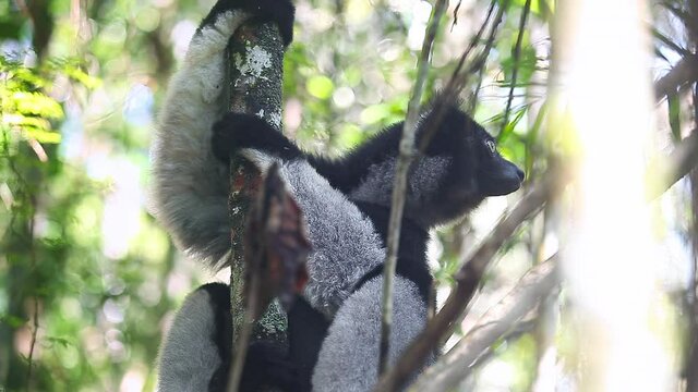 Indri lemur in the natural habitat. Indri lemur (Indri indri) hangs on the tree and peers around
