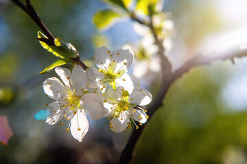 Spring blossom background of orchard (garden). Apple or cherry flowers at sunny day. Beautiful nature scene. Old manual focus lens, glowing and flare (glare). Selective soft focus.