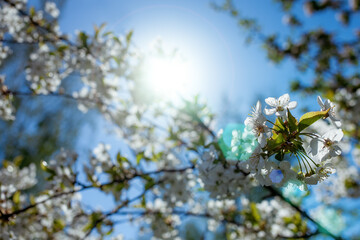 Spring blossom background of orchard (garden). Apple or cherry flowers at sunny day with blue sky. Beautiful nature scene. Lens glowing and flare (glare). Selective soft focus.