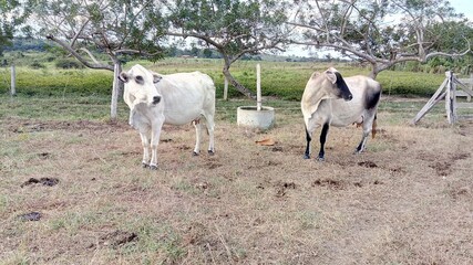 Obraz premium horses in the field