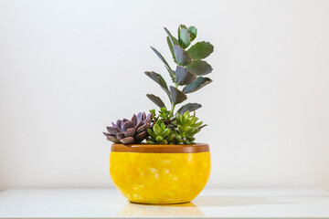 Handmade vase with plants for decorative use in residential interior displays charming and varied succulents.
