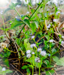 wild flowers on the ground