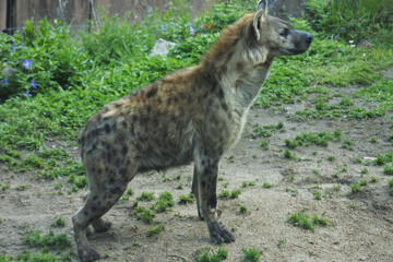 Spotted hyena is watching and concentrating something.
