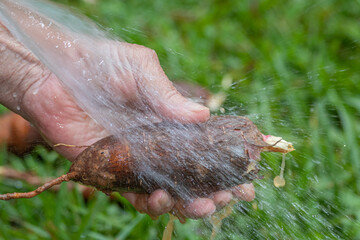 After a homemade harvest, an elderly man washes the vegetable to remove excess soil.