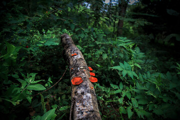 laying branch with fungi