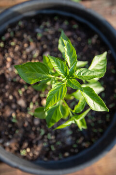 Serrano Pepper Plant in Pot on Patio