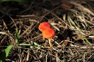red cap mushroom