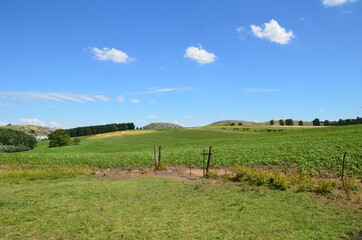Obraz premium green grass and blue sky