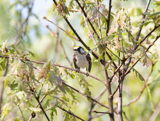A Chestnut-sided Warbler in a shrub at Torrance Barrens conservation park in Muskoka in June
