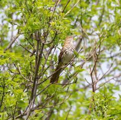 A brown thrasher (Toxostoma rufum) perching in a tree covered with green foliage in Muskoka in spring