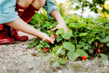 Children's hands collect organic strawberries in the garden on the farm