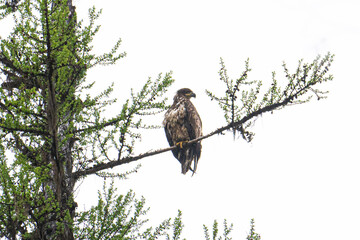 Eagle Looking out