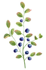 Blueberry Bush watercolors and colored pencils