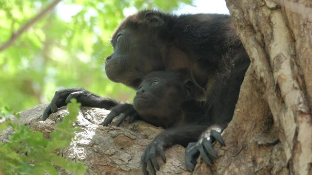 Mantled howler monkey (Alouatta palliata). Mother and baby of Howler monkeys relax on the tree in a forest in Costa Rica