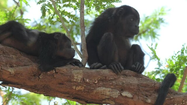 Mantled howler monkeys (Alouatta palliata) relax on the tree in a forest in Costa Rica