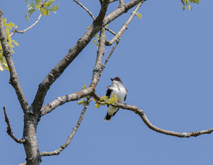 A nature or spring background of an Eastern kingbird (Tyrannus tyrannus) in curved bare branches of a tree with blue sky behind