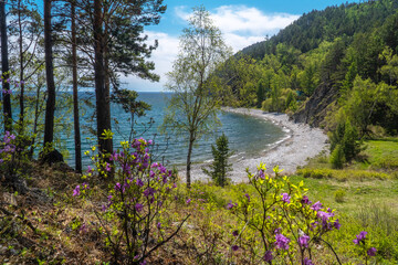 Fototapeta na wymiar Ledum bushes on the shore of Lake Baikal