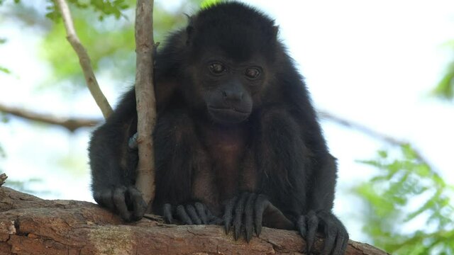 Mantled howler monkey (Alouatta palliata) baby relaxes on the tree in a forest in Costa Rica