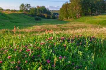 Blooming clover grows against the backdrop of a picturesque valley