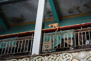 cat sitting on balcony fence