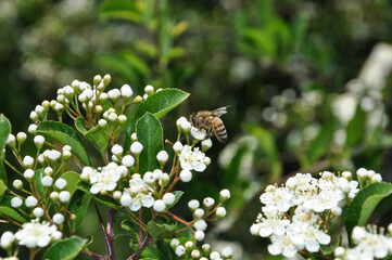 Pszczoła zbierająca pyłek kwiatowy z białych kwiatów ognika - obrazy, fototapety, plakaty