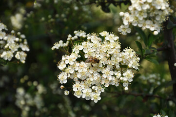 Ognik roślina ogrodowa, posiada białe kwiatki przyciągające pszczoły - obrazy, fototapety, plakaty