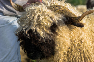Walliser Schwarznasenschaf