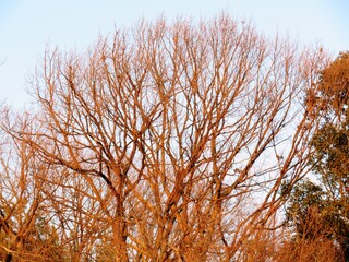 日本の田舎の風景　1月　夕陽に赤く染まる裸木