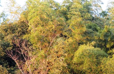 日本の田舎の風景　1月　夕陽に赤く染まる裸木