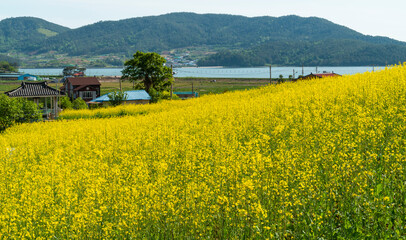 바닷가의  노란 유채꽃 마을
