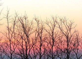 日本の田舎の風景　1月　夕焼と裸木のシルエット