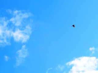 日本の田舎の風景　1月　とんびと青空