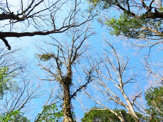 日本の田舎の風景　1月　真冬の山の木々と青空