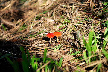 orange mushroom in the grass