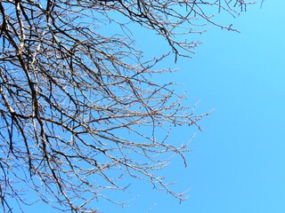 日本の田舎の風景　1月　花　梅の蕾と青空