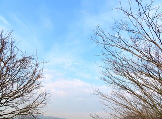 Fototapeta na wymiar 日本の田舎の風景　1月　裸木の梢と青空と雲