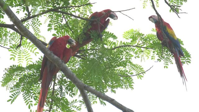 Group of parrots on the tree. Scarlet macaws (Ara macao) sit in canopy of the forest in Costa Rica