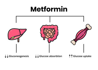 Metformin mechanism of action. Vector illustration of the metformin target organs.