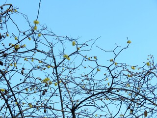 日本の田舎の風景　1月　花　蝋梅の花と実