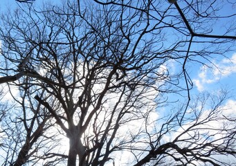 日本の田舎の風景　1月　裸木の梢と青空と雲