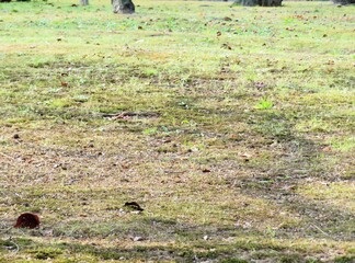 日本の田舎の風景　1月　風に吹かれる公園の落ち葉