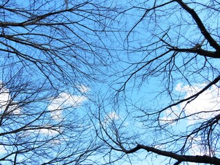 日本の田舎の風景　1月　裸木の梢と青空と雲