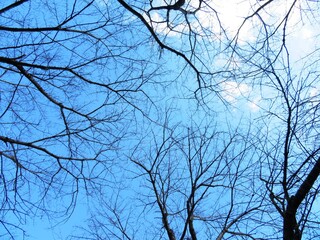 日本の田舎の風景　1月　裸木の梢と青空と雲