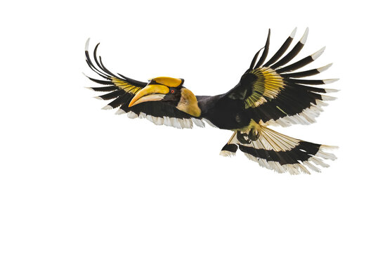 The Great Hornbill Flying on white background.