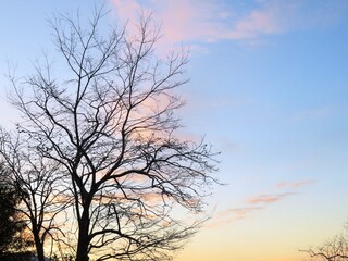 日本の田舎の風景　1月　真冬の朝日と山の木々　朝焼け