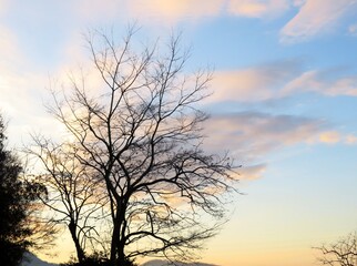 Fototapeta na wymiar 日本の田舎の風景　1月　真冬の朝日と山の木々　朝焼け